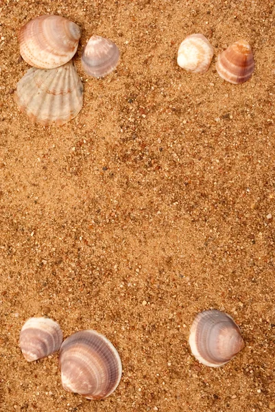 Písek a shell rám — Stock fotografie