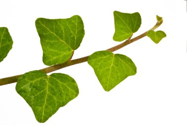 Common ivy clipart