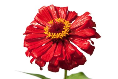 kırmızı gerbera