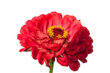 kırmızı gerbera