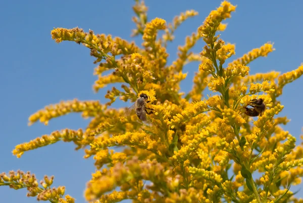 一枝黄花的蜜蜂 — 图库照片