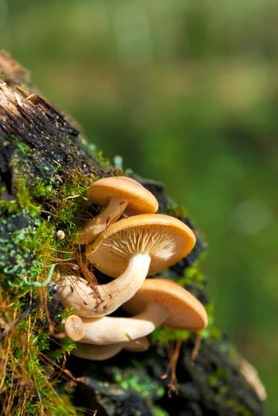 stock image Mushrooms on an old tree trunk