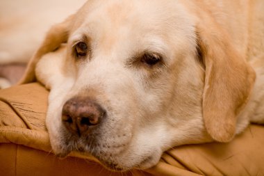 üst düzey labrador portre