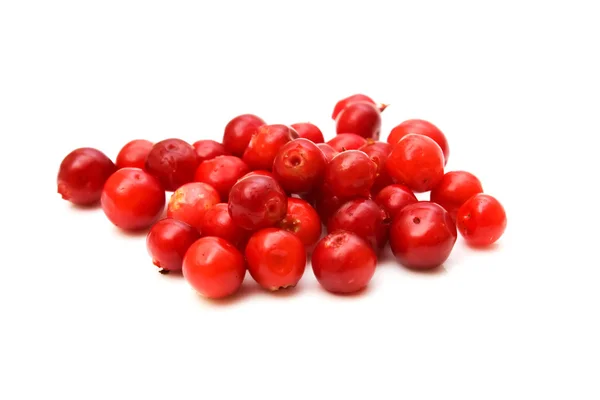 Cowberry — 스톡 사진