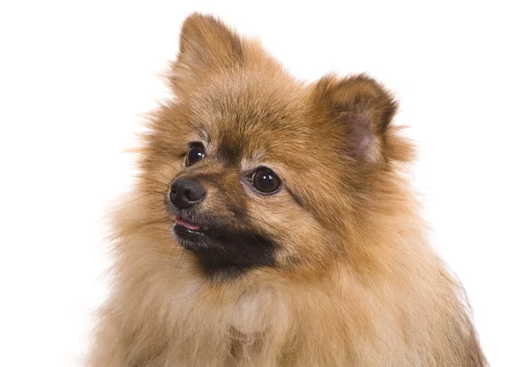 Pomeranian spitz portre — Stok fotoğraf