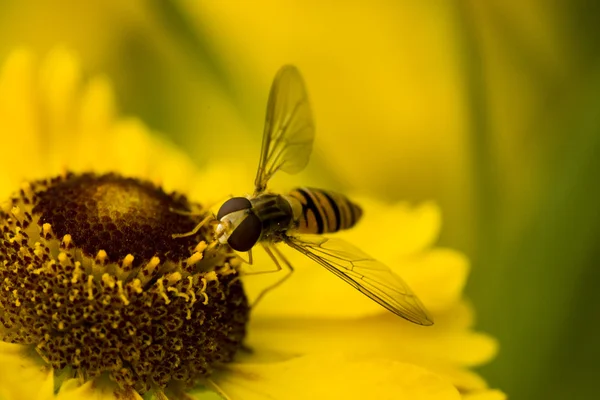 stock image Fly