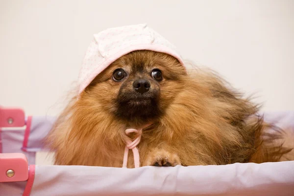 Pomeranian spitz — Stok fotoğraf