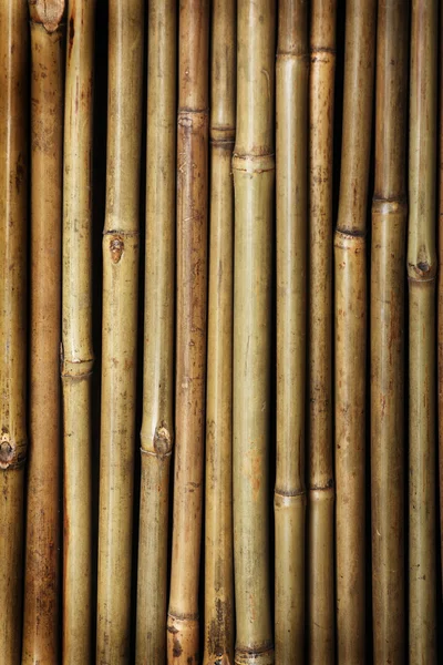 Bambus Zdjęcie Stockowe