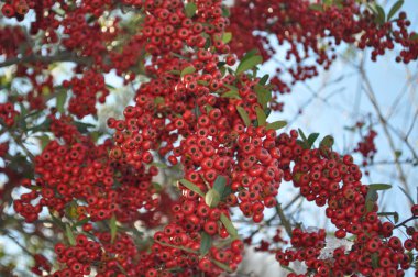 kırmızı kış holly Karpuzu