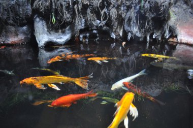 Koi Pond