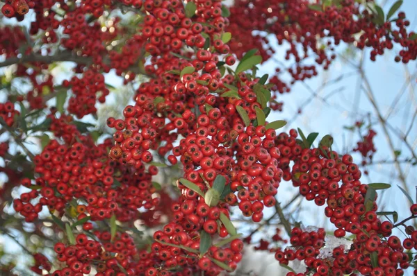 Invierno rojo acebo bayas — Foto de Stock