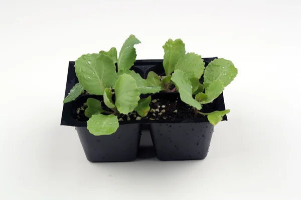 stock image Cabbage Seedlings