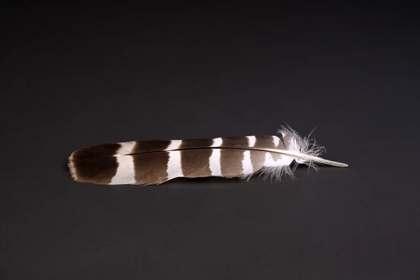 stock image Barred Owl Feather (1)