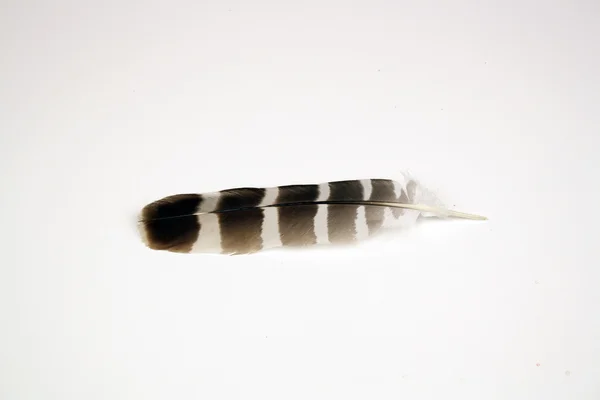 stock image Barred Owl Feather (2)