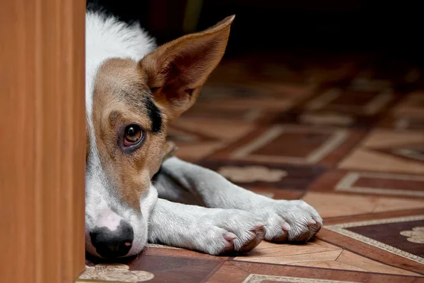 犬の憂鬱 — ストック写真