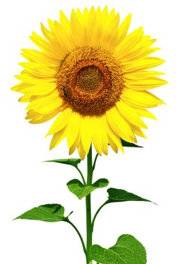 Sunflower clipart