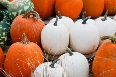 Close up of white and orange pumpkins clipart
