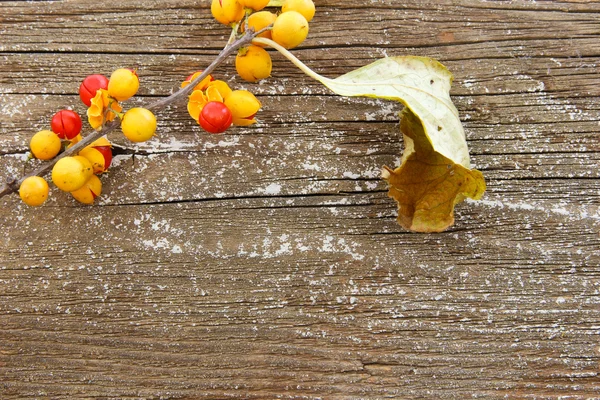 Charmanter Hintergrund mit bittersüßen Beeren — Stockfoto