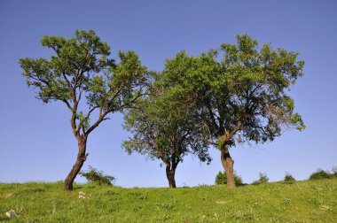 Three trees clipart