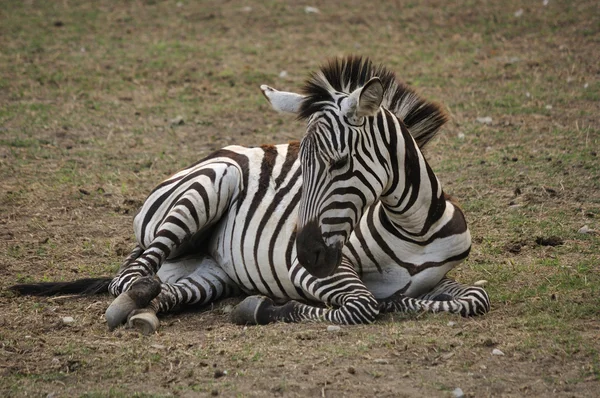 Stock image Zebra resting