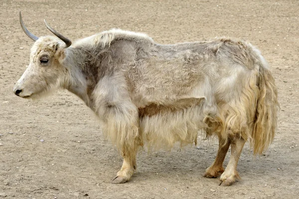 Tibecká yak — Stock fotografie