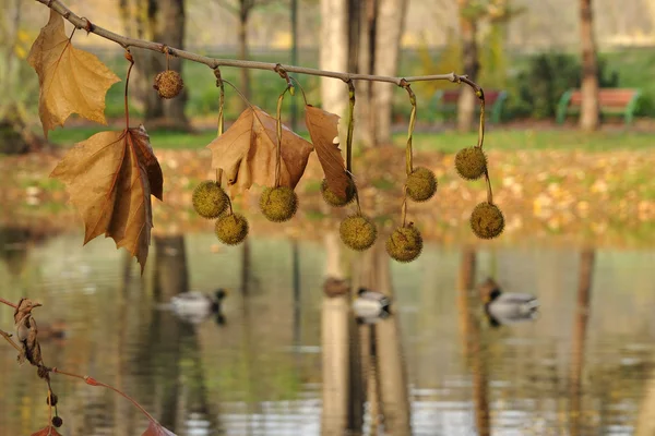 Осенняя сцена — стоковое фото