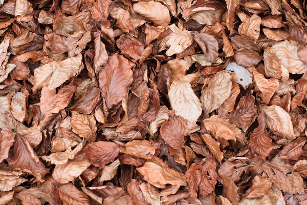 stock image Brown leaf background