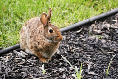 Wild rabbit in garden clipart