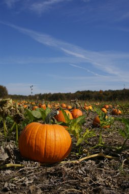 Pumpkin patch in Fall clipart