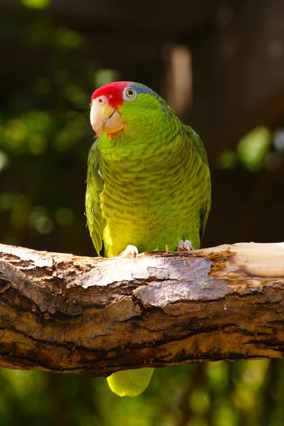 Green Parakeet bird on tree branch — Stock Photo, Image