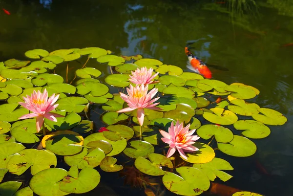 pembe nilüferler ve koi pond yastıkları