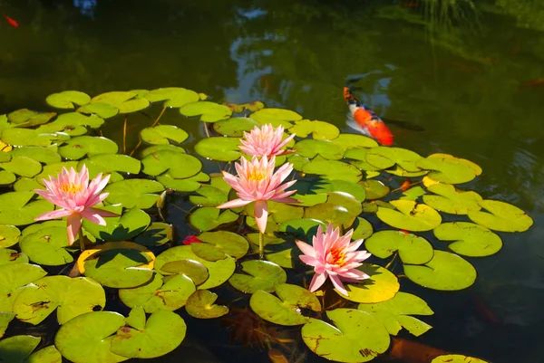 粉红睡莲和垫在鱼池 免版税图库图片