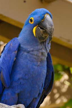 Blue Hyacinth Macaw Parrot closeup clipart