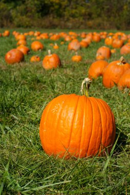 Orange pumpkins on green grass field in pumpkin patch clipart