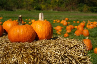 Pumpkins on top of hay bale with pumpkin patch in background clipart