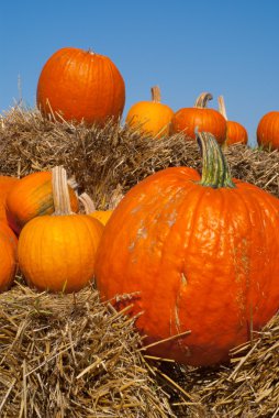 Arrangement of orange pumpkins on hay bales with blue sky backdrop clipart