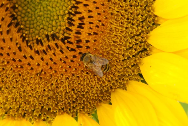 stock image Honey bee collecting pollen from yellow sunflower