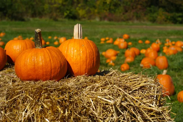 Pumpkins on top of hay bale with pumpkin patch in background — Stock Photo, Image