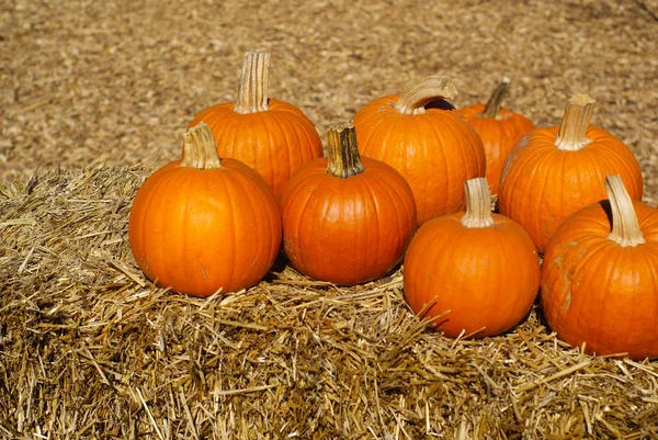 Reife orangefarbene Kürbisse auf braunen Heuballen — Stockfoto