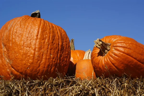 Orange pumpkins on hay bales in closeup with blue sky backdrop — Stock Photo, Image