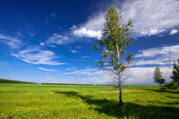 stock image Young birch tree in a field