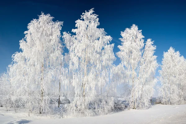 Beyaz huş ağaçları Telifsiz Stok Fotoğraflar