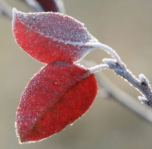 Frost leaves — Stock Photo, Image