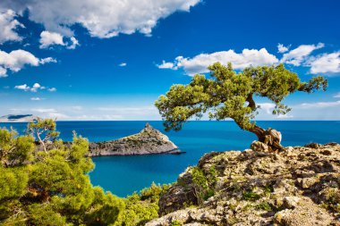 Pine on the cliff, sea, Crimea clipart