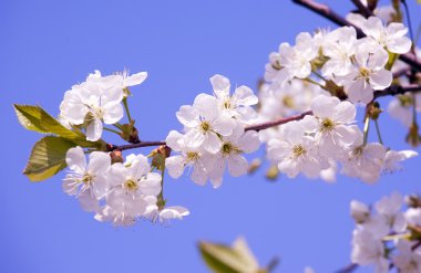 Sakura Şubesi