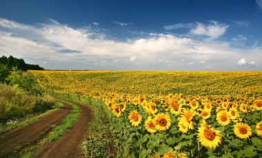 Sunflowers with blue sky clipart