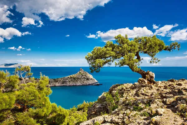 El pino sobre el acantilado, el mar, la Crimea — Foto de Stock