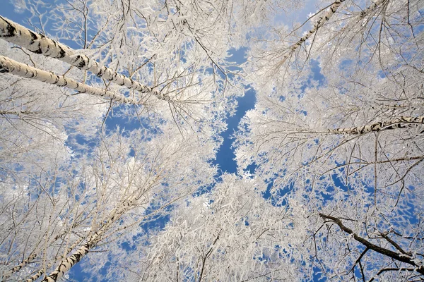 Snow-covered trees from below — 图库照片