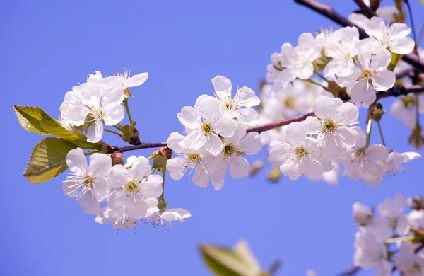 Sakura branch — Stockfoto