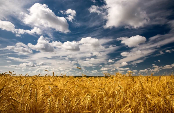 stock image Wheat field